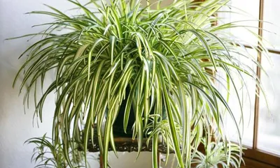 Набор тропических растений - купить, цена, отзывы в интернет-магазине  ok-plants.ru