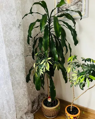 5 растений, которые создадут атмосферу тропиков в обычной квартире | ivd.ru