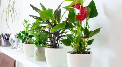 Интернет магазин комнатных растений и цветов | Купить комнатные растения с  доставкой по Москве и России