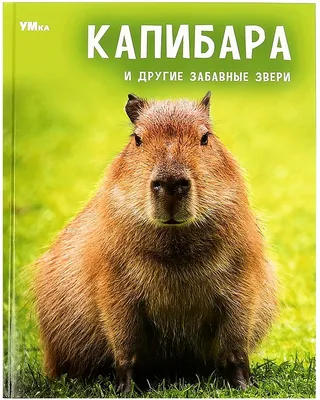 О чем вы мечтаете?» и другие «интересные» вопросы на собеседовании |  Большие Идеи