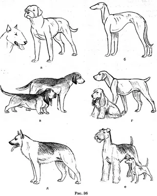 Специфика ухода за собаками разных размеров | Мур ТВ