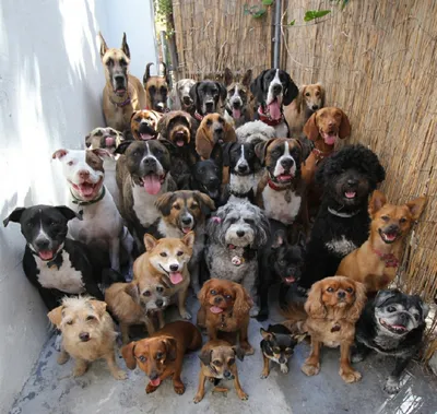 Группа собак разных пород, сидя перед, изолированные на белом :: Стоковая  фотография :: Pixel-Shot Studio