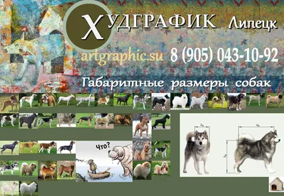 Творческий коллаж разных пород собак на красочном фоне стоковое фото  ©vova130555@gmail.com 274269752