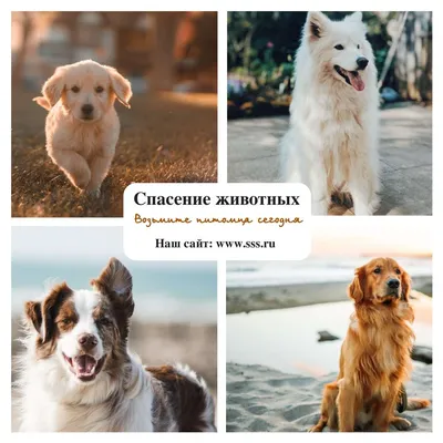 О действительных и мнимых различиях собак разных пород - Лидерско-Ролевое  Обучение Собак