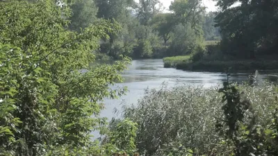 Кормилица и страдалица: как живёт самая знаменитая русская река - Статьи и  репортажи РГО