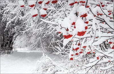 Зимняя рябина рисунок - 46 фото