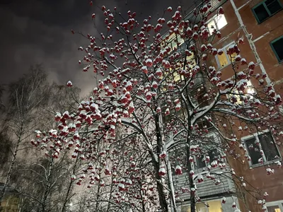Зимой Ветви Рябины Стоковые Фотографии | FreeImages