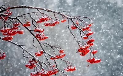Скачать обои зима, снег, ягоды, рябина, раздел природа в разрешении  1680x1050 | Рябина, Ягоды, Природа