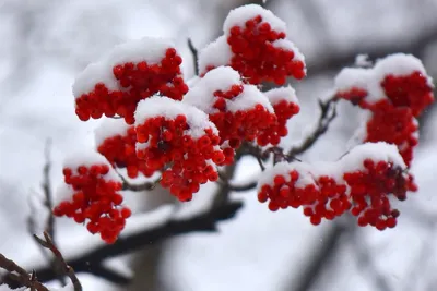 Рябина зимой. :: Надежда – Социальная сеть ФотоКто