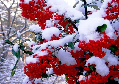 Красная рябина зимой (57 фото) - 57 фото