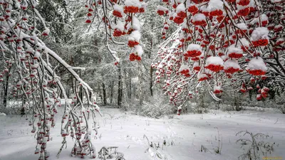 Скачать 800x1200 рябина, снег, ягода, зима, ветка обои, картинки iphone  4s/4 for parallax