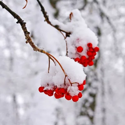 Рябина с ягодами зимой на склоне Stock-Foto | Adobe Stock