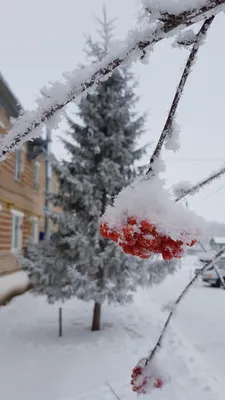 Рябина зимой :: Надежда – Социальная сеть ФотоКто