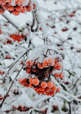 Рябина зимой словно кусочек лета... :: Валентина Нефёдова – Социальная сеть  ФотоКто