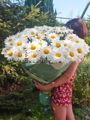 Ромашка аптечная цветки КЛС 1,5г №20 купить в Москве по цене от 98 рублей