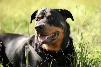 Ротвейлер порода собак - товары для мопсов | VetaStar