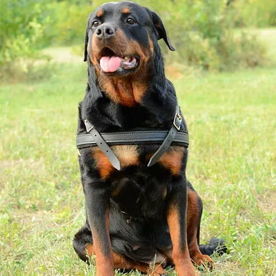 Ротвейлер - описание породы собак: характер, особенности поведения, размер,  отзывы и фото - Питомцы Mail.ru