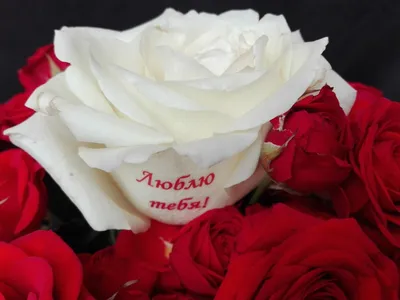 Букет с индивидуальной надписью из 7 красных роз
