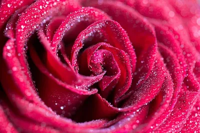 Обои на рабочий стол Цветок розы в каплях росы, обои для рабочего стола,  скачать обои, обои бесплатно