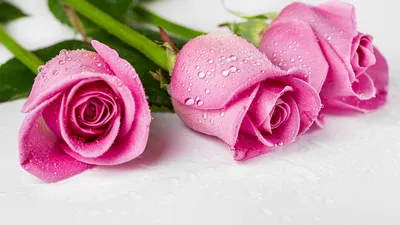 Обои розы, лепестки, бутоны, цветы, капли, розовый картинки на рабочий стол,  фото скачать бесплатно