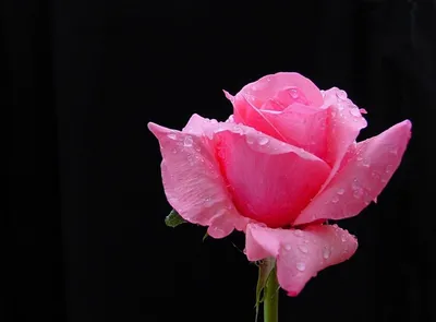 Картинки на рабочий стол красивые розы большие на весь экран бесплатно (35  фото) • Прикольные картинки и юмор | Beautiful rose flowers, Flowers, Rose  buds