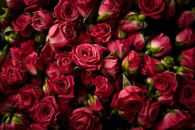 Обои для рабочего стола Розы Бордовый цветок