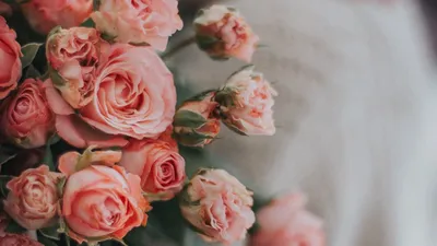 Обои розы, цветы, букет, розовый, нежный картинки на рабочий стол, фото  скачать бесплатно