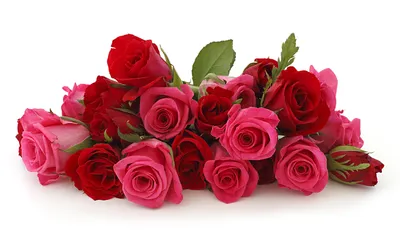 Обои для рабочего стола красные розы роза цветок