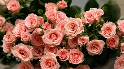 Обои на рабочий стол цветы розы - 72 фото