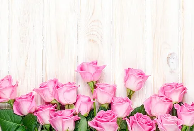 Обои для рабочего стола роза розовая цветок Шаблон поздравительной