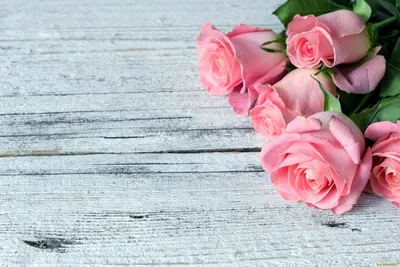 Обои Цветы Розы, обои для рабочего стола, фотографии цветы, розы, розовый  Обои для рабочего стола, скачать обои картинки заставки на рабочий стол.