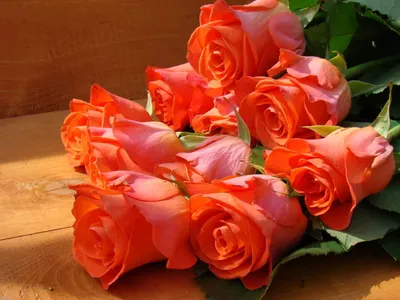 Цветы rose, flower, red, роза, красная, цветок фото, обои на рабочий стол