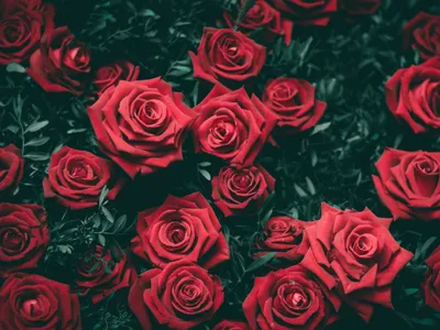 розы, красивые обои на рабочий стол розы, цветы розы, цветы, букет роз,  Свадебная полиграфия Москва