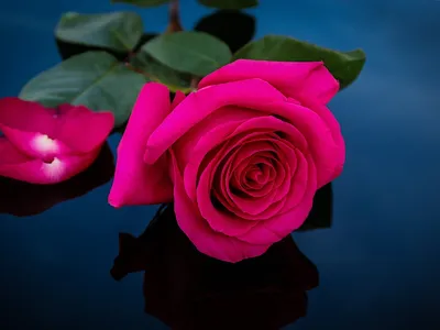 Обои цветы розы - красивые фото