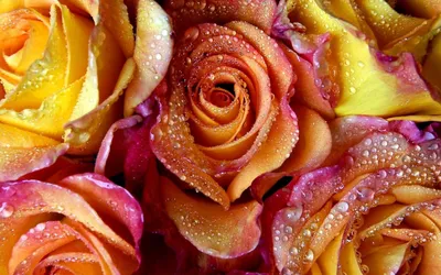 Фон рабочего стола где видно pink roses, flowers, bouquet, buds, beautiful  wallpaper, розовые розы, цветы, букет, бутоны, красивые обои, różowe róże,  kwiaty, bukiet, pąki, piękne tapety