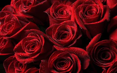 Обои для рабочего стола День всех влюблённых сердца красивая Розы