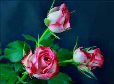 Обои для рабочего стола роза Цветы