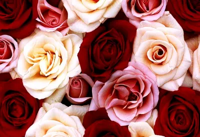 Картинка на рабочий стол Цветы, розы, букет, розовые розы, розовые цветы  1280 x 768