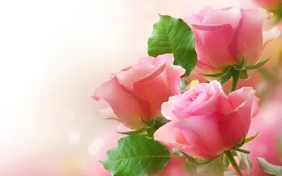 Цветы, Садовые Розы, Роза: обои на рабочий стол | Скачать ТОП Бесплатно обои