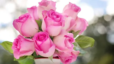 Обои розы, цветы, лепестки, бутоны, розовый картинки на рабочий стол, фото  скачать бесплатно