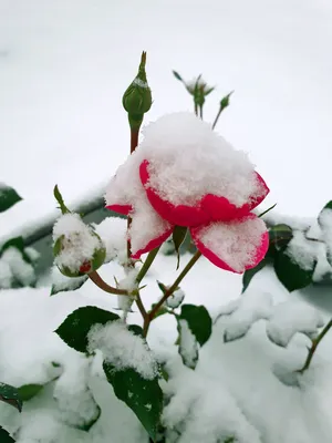 роза на снегу :: юрий fff – Социальная сеть ФотоКто