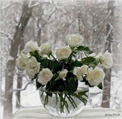 Розы на снегу!. Photographer Alla Shevchenko