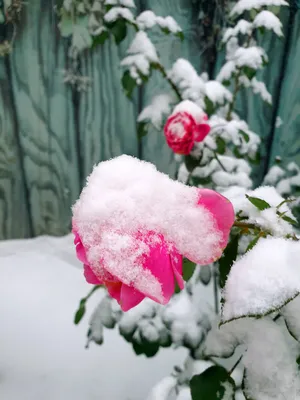 Розы на снегу, , Наталья Лариони – скачать книгу бесплатно fb2, epub, pdf  на ЛитРес