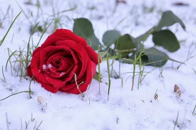 Шляпная коробка с цветами «Розы в снегу» - заказать и купить за 6 100 ₽ с  доставкой в Санкт-Петербурге - партнер «Кактус24»