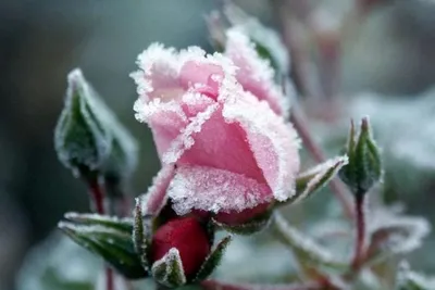 Розы в снегу, Цветы и подарки в Королёве, купить по цене 4255 RUB,  Авторские букеты в Королевский цветок на Коммунальной с доставкой | Flowwow