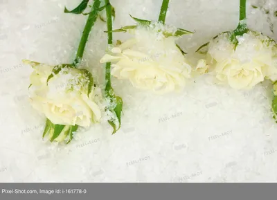 Розы в снегу - фото автора Ascaron на сайте Сергиев.ru