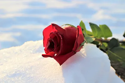 Снежные розы | Пикабу