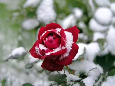 Белые розы в снегу ,мороз ,яркая …» — создано в Шедевруме