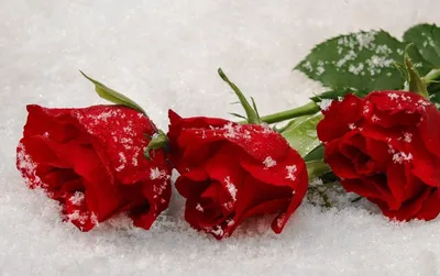 Обои Цветы Розы, обои для рабочего стола, фотографии цветы, розы, снег,  алый, лепестки Обои для рабочего стола, скачать обои картинки заставки на  рабочий стол.