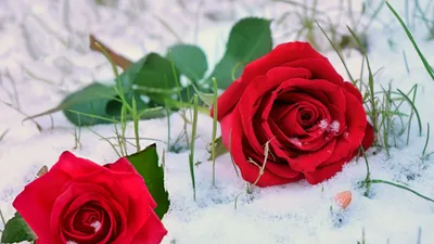Роза на снегу. | Душа На Ладошке | Дзен